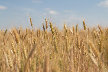 wheat field on blue sky background