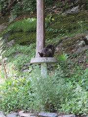 A gray striped tabby cat drinking water from a bird bath in a garden 