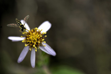 Bee on flower
