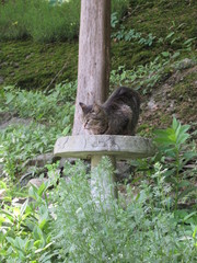 A gray striped tabby cat drinking water from a bird bath in a garden 