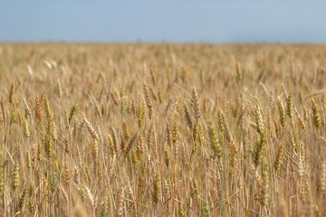 wheat field on blue sky background