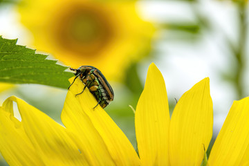 Beetle on sunflower