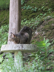 A gray striped tabby cat drinking water from a bird bath in a garden 