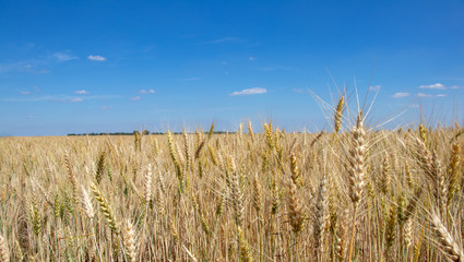 wheat field on blue sky background