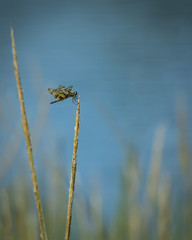 Dragonfly on wheat