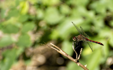 Dragonfly on branch