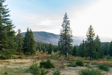 Apuseni Natural Park sunset view deep in the pine forest. Natural preserve with mountains, forests & hiking trails in Apuseni, Arieseni, Romania