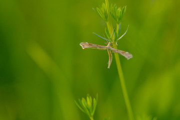 Federmotte an einem Grashalm