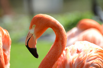 Flamingo Portrait