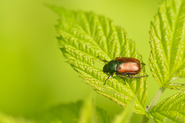 Gartenlaubkäfer auf einem Blatt