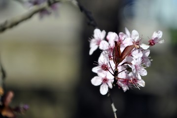 little white and pink blossom