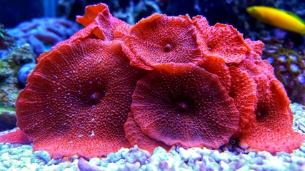 Naklejka premium Red mushroom coral colony in the reef aquarium tank 
