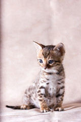 Fototapeta na wymiar Graceful bengal kitten