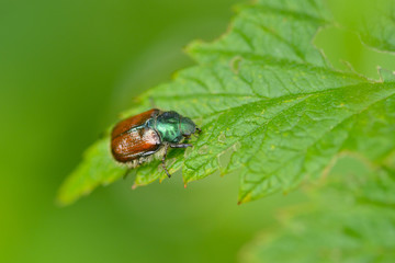 Gartenlaubkäfer auf einem Blatt