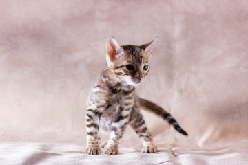 Graceful bengal kitten