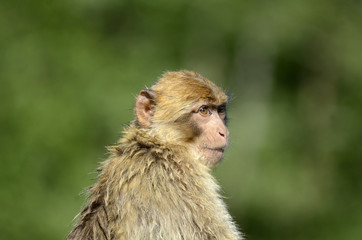 niedliche junge Affen in Tierpark