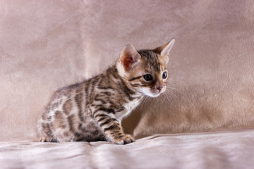 Naklejka premium Graceful bengal kitten