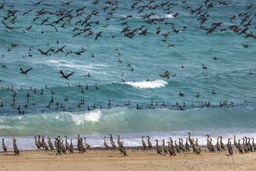 Endangered Socotra cormorant birds on a beach in Musandam