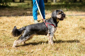 Dog running around the yard at home. Home animals on a backyard lawn.