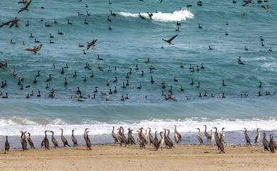 Endangered Socotra cormorant birds on a beach in Musandam