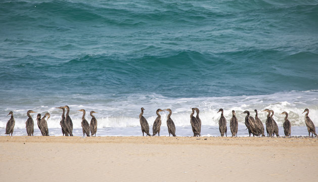Endangered Socotra Cormorant Birds On A Beach In Musandam