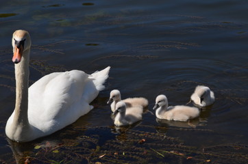 Obraz premium famille de cygnes, maman cygne et ses petits sur l'eau