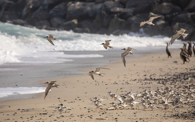 seagulls and cormorant birds sharing a beach in Musandam