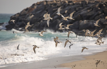 Fototapeta premium seagulls and cormorant birds sharing a beach in Musandam