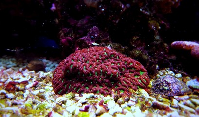 Favites LPS brain coral in saltwater reef aquarium tank 
