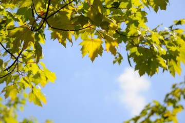 Maple leaves in Vancouver, Canada