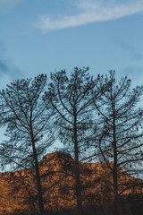 Three Trees silhouette