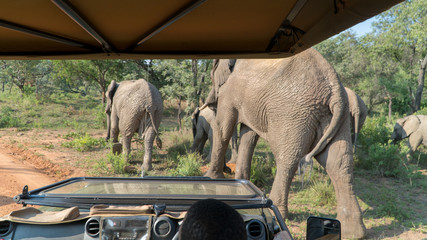 Safari Game Drive in Afrika mit Elefanten