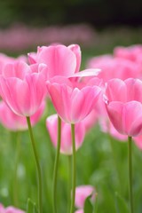 Obraz premium Macro details of Pink Tulip flowers in garden