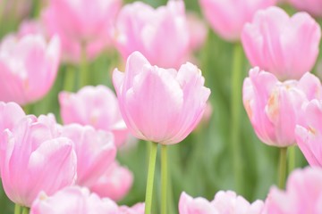 Fototapeta na wymiar Macro details of Pink Tulip flowers in garden