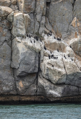 Endangered Socotra cormorant birds on a cliff in Musandam