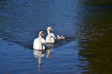 famille de cygnes nageant en file indienne