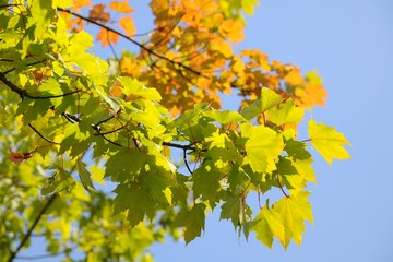 Maple leaves in Vancouver, Canada