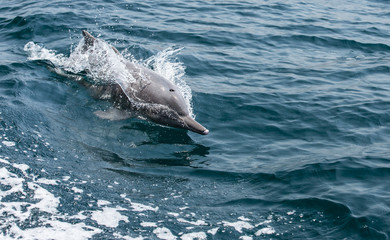 playful humpback dolphins in a coastal waters of Musandam Oman © katiekk2