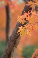 Landscape of colorful Japanese Autumn Maple leaves