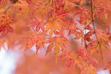 Fototapeta na wymiar Landscape of colorful Japanese Autumn Maple leaves