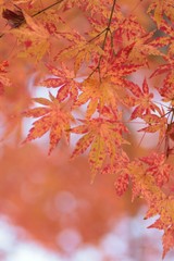 Landscape of colorful Japanese Autumn Maple leaves