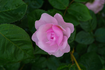 Colorful, beautiful, delicate flower rose in the garden