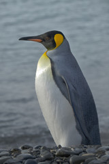 Fototapeta na wymiar King Penguin, South Georgia Island, Antarctic