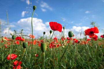 Sunset over field with Red poppies