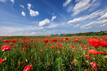 Sunset over field with Red poppies