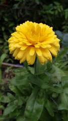 Frutos del huerto urbano