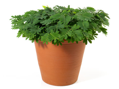 Mimose - Pflanze