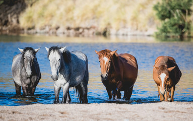 Four wild horses coming out of the Salt River on a summer morning
