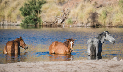 Fototapeta na wymiar Salt River wild horses cooling off in the water