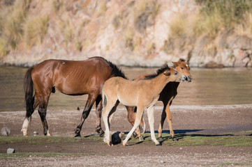 Two foals and a stallion at the Salt River cooling off in the Arizona summer